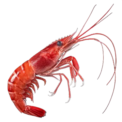 Imagen PNG para descargar